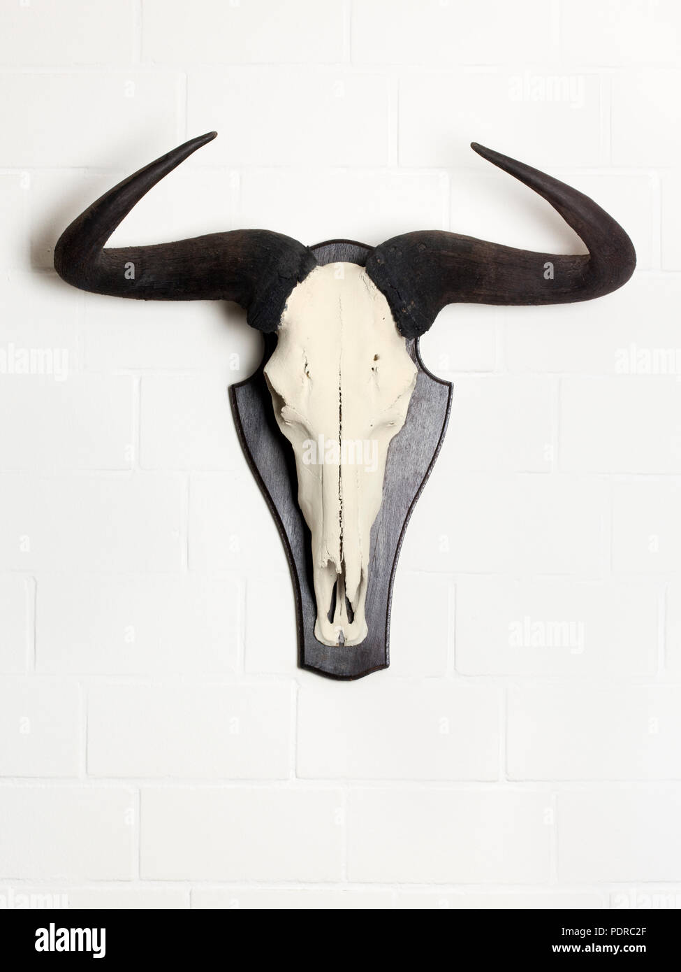 Trophée Crâne De Gnou - Largeur 58 Cm - Taxidermie Afrique - Pièce Unique