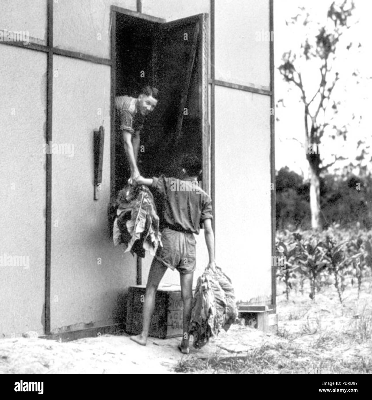 114 Archives de l'État du Queensland 4203 qui met des feuilles de tabac c 1938 Banque D'Images 114 Archives de l'État du Queensland 4203 qui met des feuilles de tabac c 1938 Banque D'Images