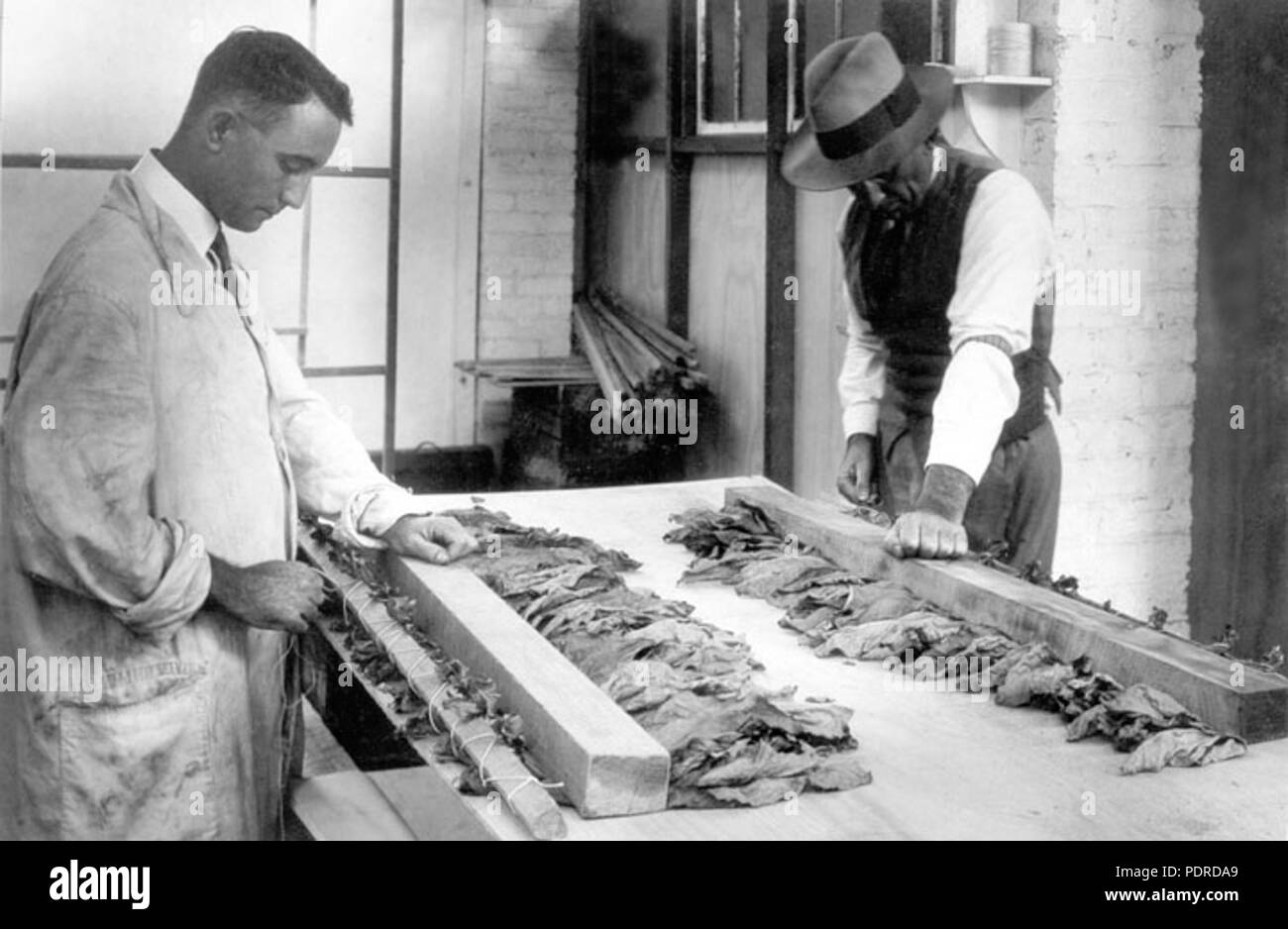 114 Archives de l'État du Queensland 4231 Unstringing feuille de tabac jaune de l'étable de durcissement du ministère William Street Brisbane 1932 Banque D'Images 114 Archives de l'État du Queensland 4231 Unstringing feuille de tabac jaune de l'étable de durcissement du ministère William Street Brisbane 1932 Banque D'Images