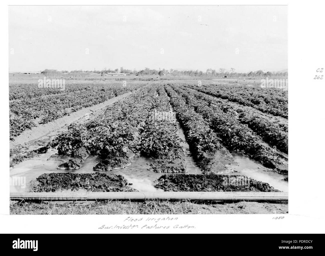 114 Archives de l'État du Queensland 4297 irrigation des champs Bureau of Investigation Pâturages Gatton 1950 Banque D'Images