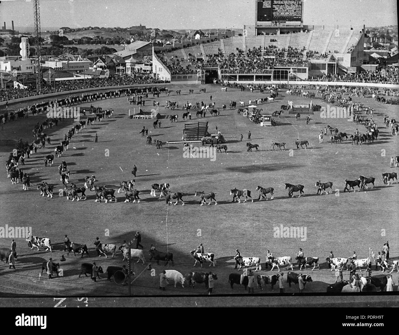 141 22347 SLNSW Royal Easter Show Banque D'Images