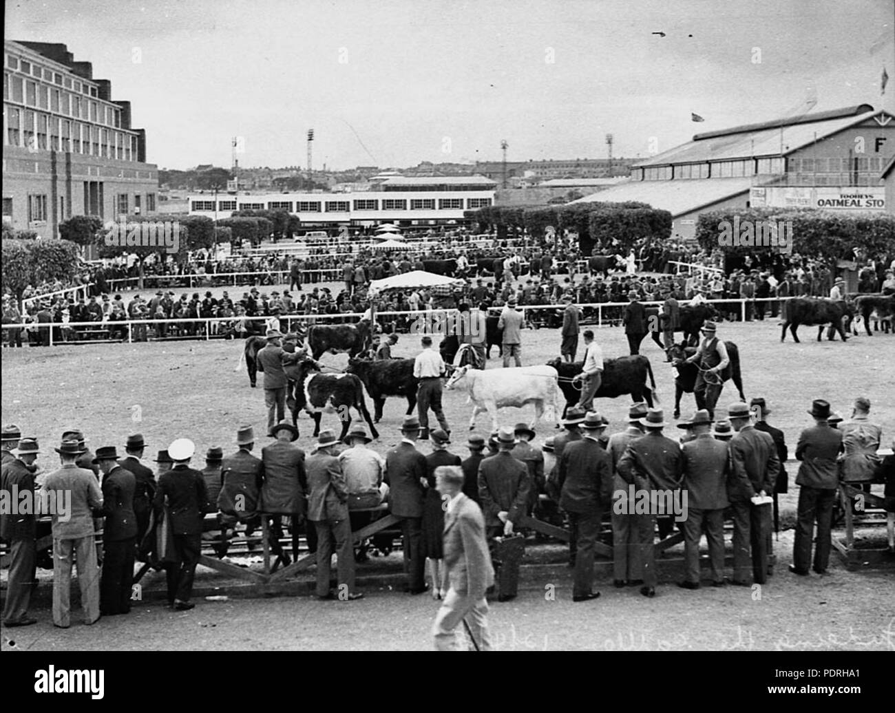 141 22375 SLNSW Royal Easter Show Banque D'Images