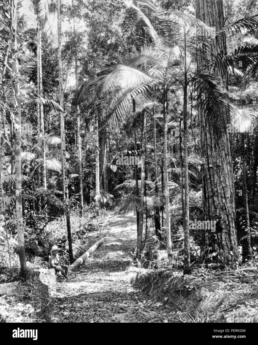 Archives de l'État du Queensland 105 225 entre la brousse et d'Eumundi Noosa Heads c 1931 Banque D'Images