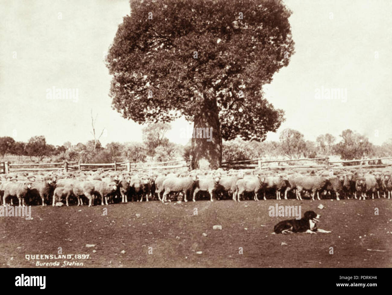 106 Archives de l'État du Queensland 2254 moutons autour de l'arbre bouteille à Burenda 1897 Station Banque D'Images