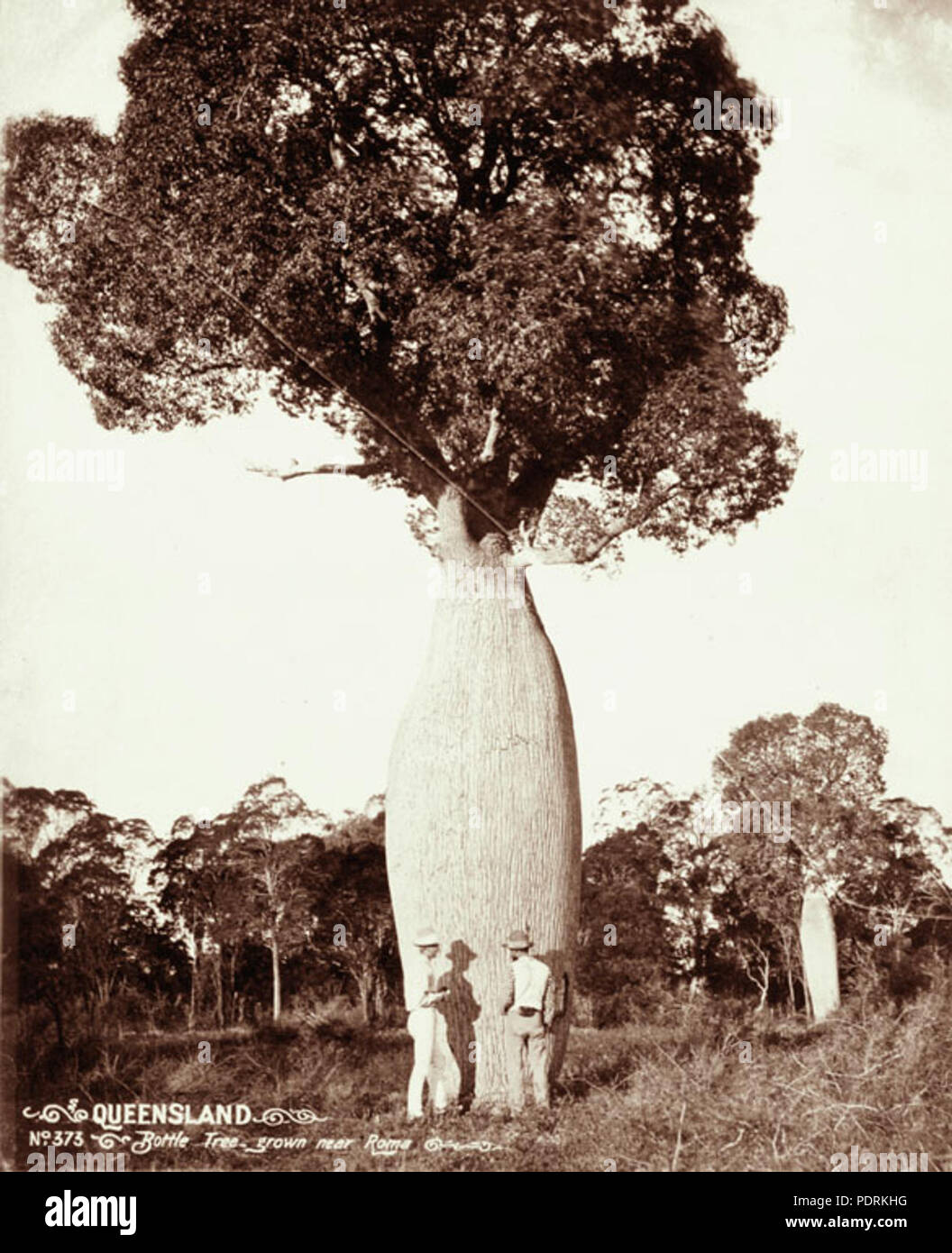 106 Archives de l'État du Queensland 2263 Arbre bouteille cultivé près de Roma 1899 Banque D'Images