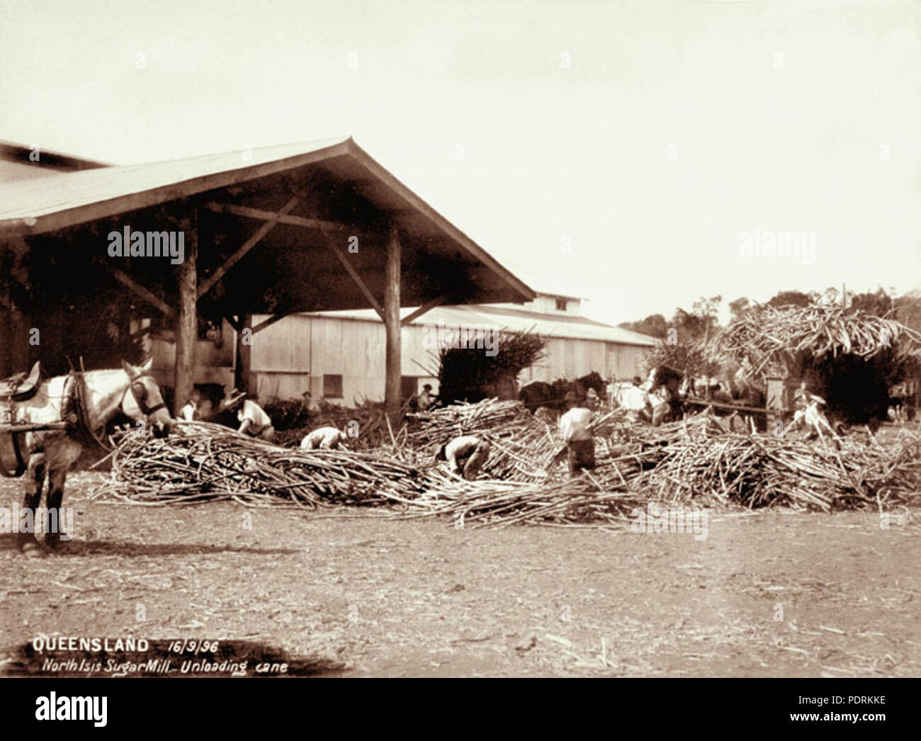 106 Archives de l'État du Queensland de 2301 à partir de canne à sucre Isis drays Nord Moulin 16 Septembre 1896 Banque D'Images