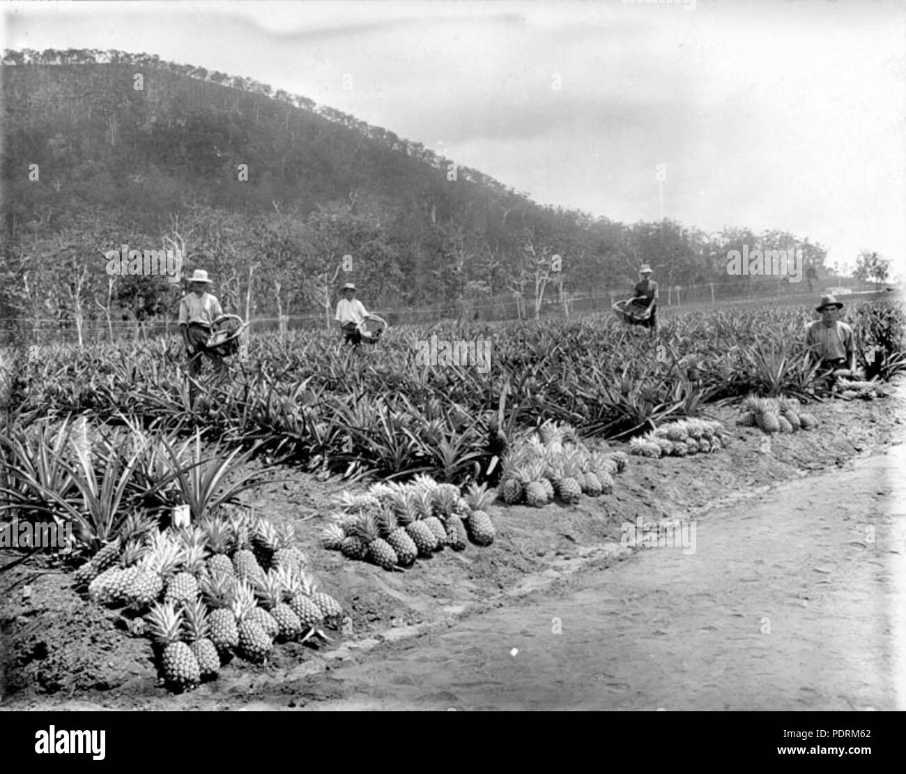 107 Archives de l'État du Queensland 2649 ananas Préparation sur la ferme d'Etat Beerburrum Janvier 1920 Banque D'Images