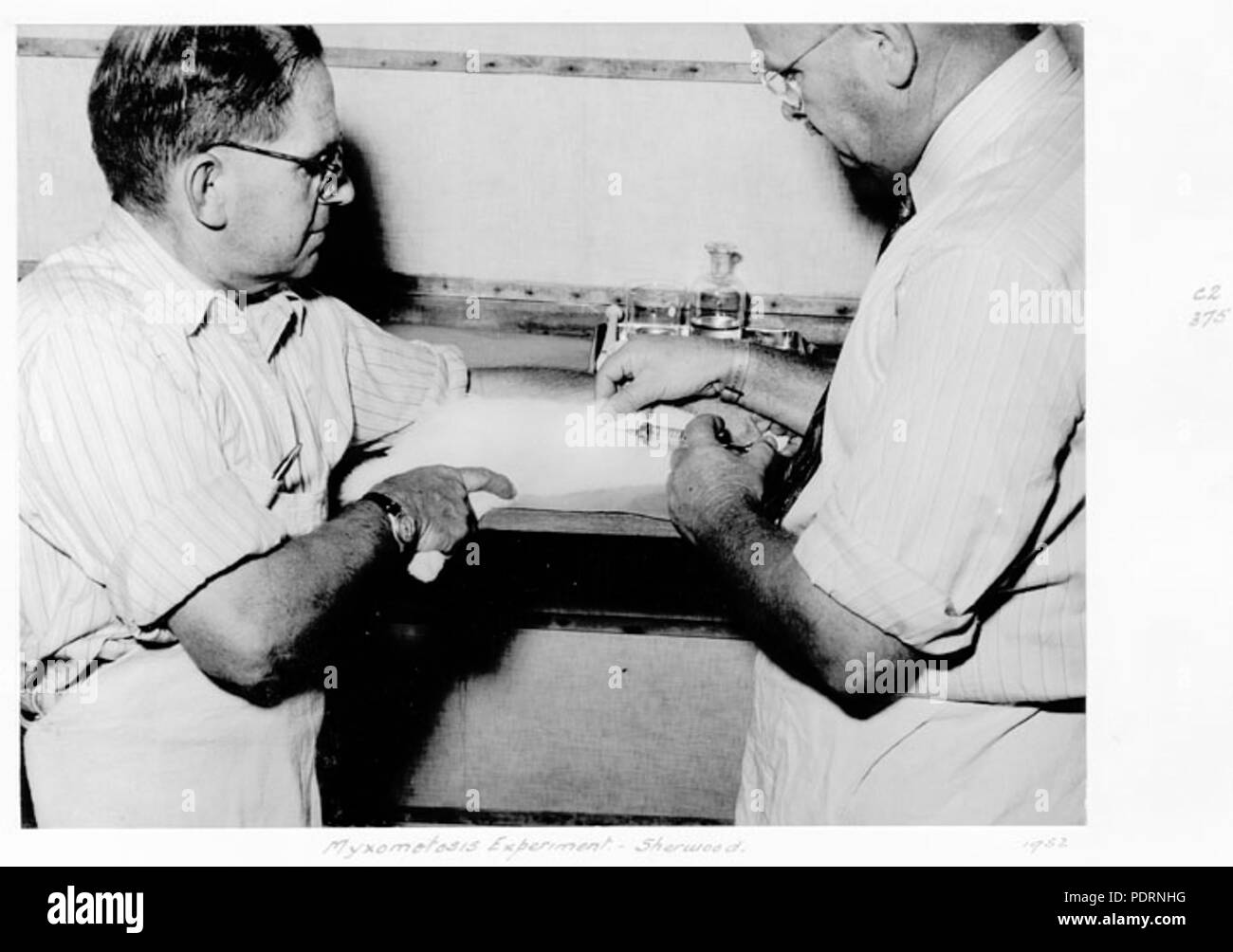 117 Archives de l'État du Queensland 4841 Expérience Myxomatose Sherwood c 1952 Banque D'Images