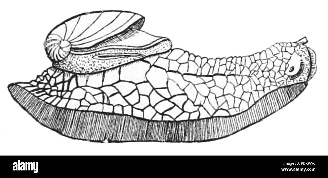 128 Schizoglossa novoseelandica 2 Banque D'Images