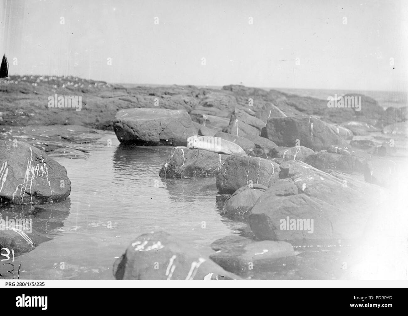 Les joints 129 couché sur les rochers à récif dangereux près de Port Lincoln (AVMSL PRG-280-1-5-235) Banque D'Images