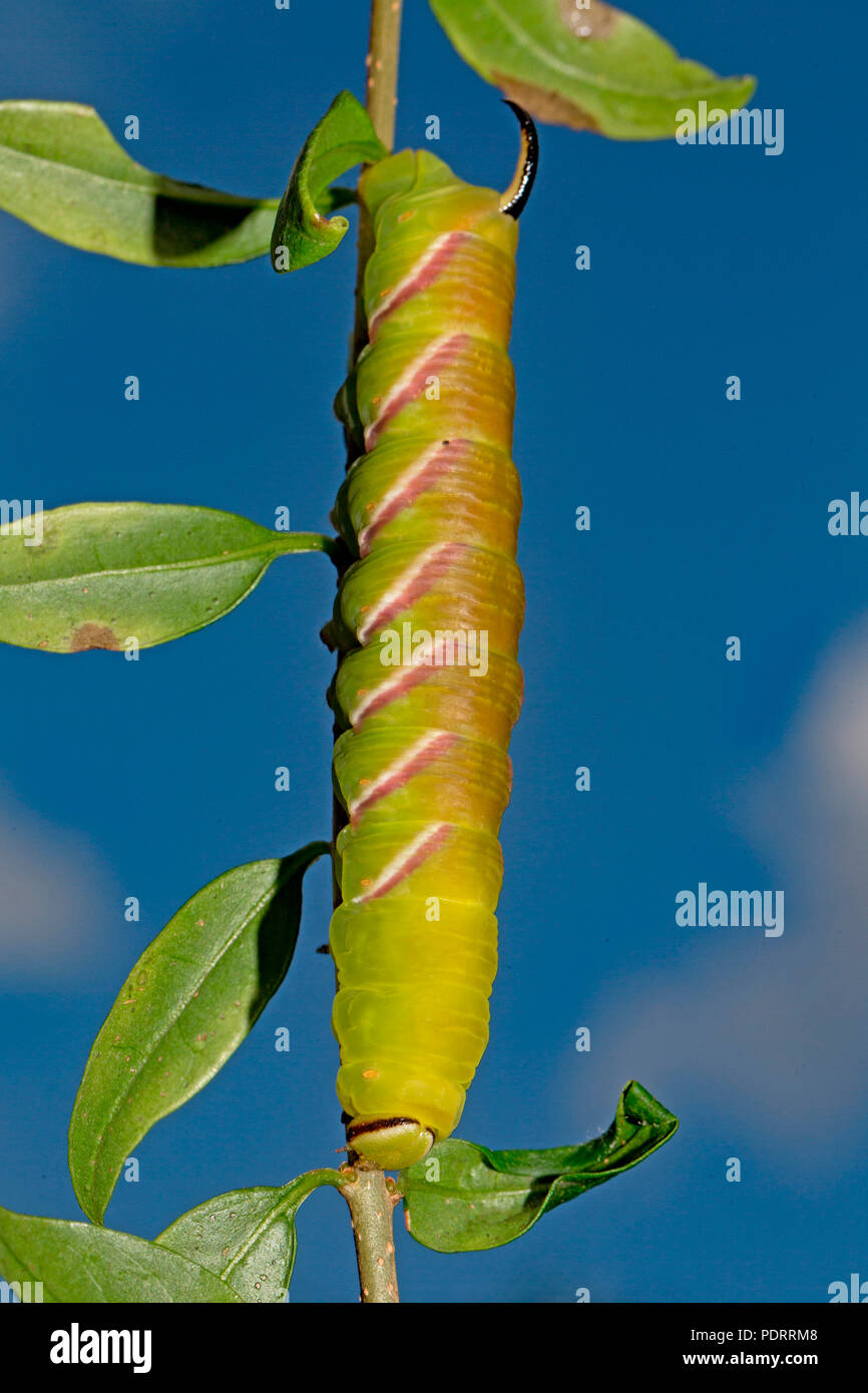 Privet hawk moth, Caterpillar, Sphinx ligustri Banque D'Images