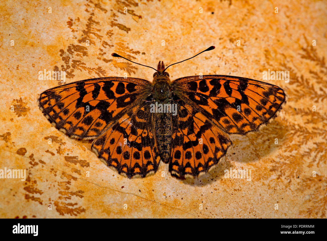 Weaver's fritillary, traces fossiles, Boloria dia Banque D'Images