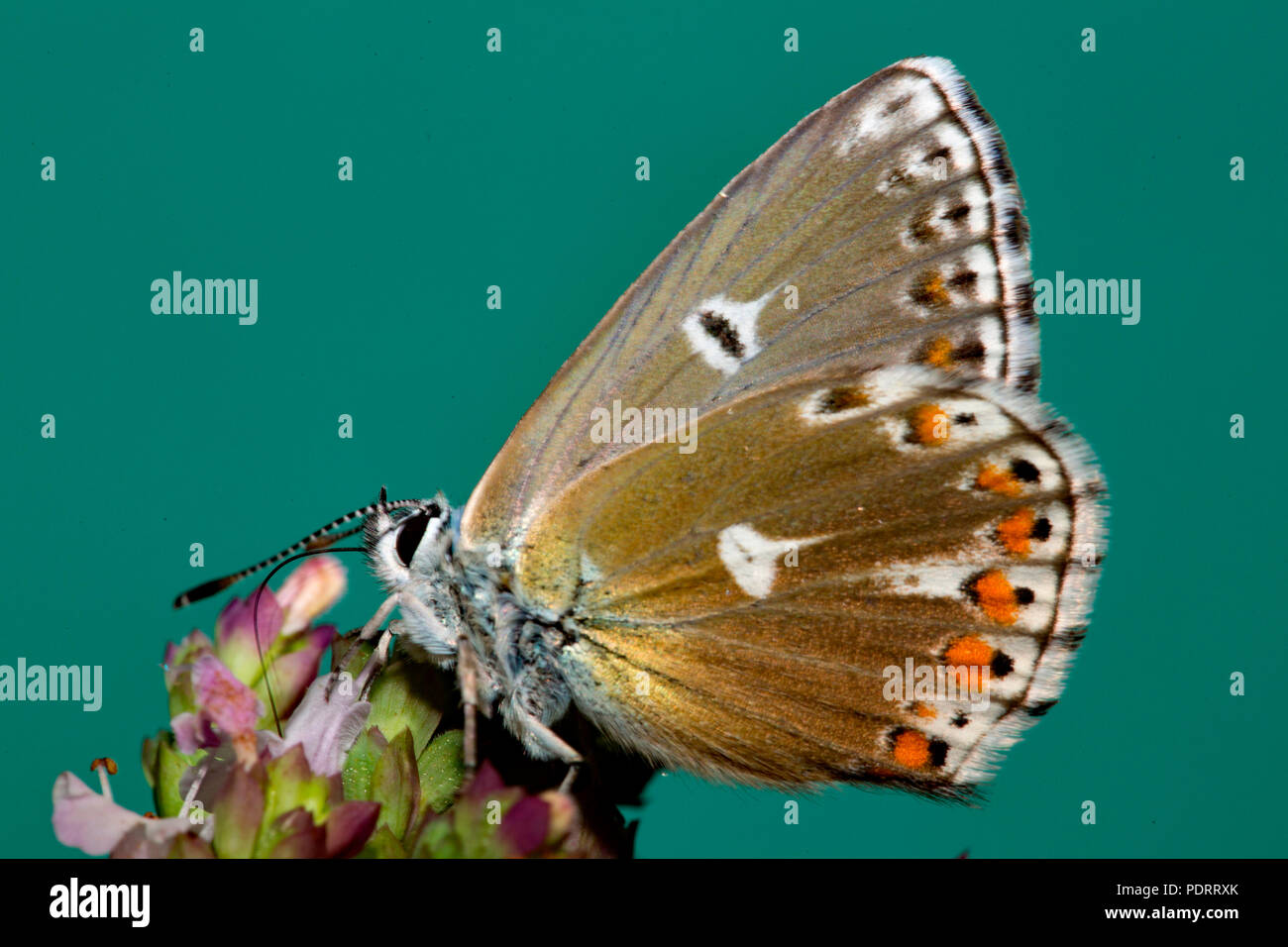 Aricia eumedon géranium, Argus Banque D'Images