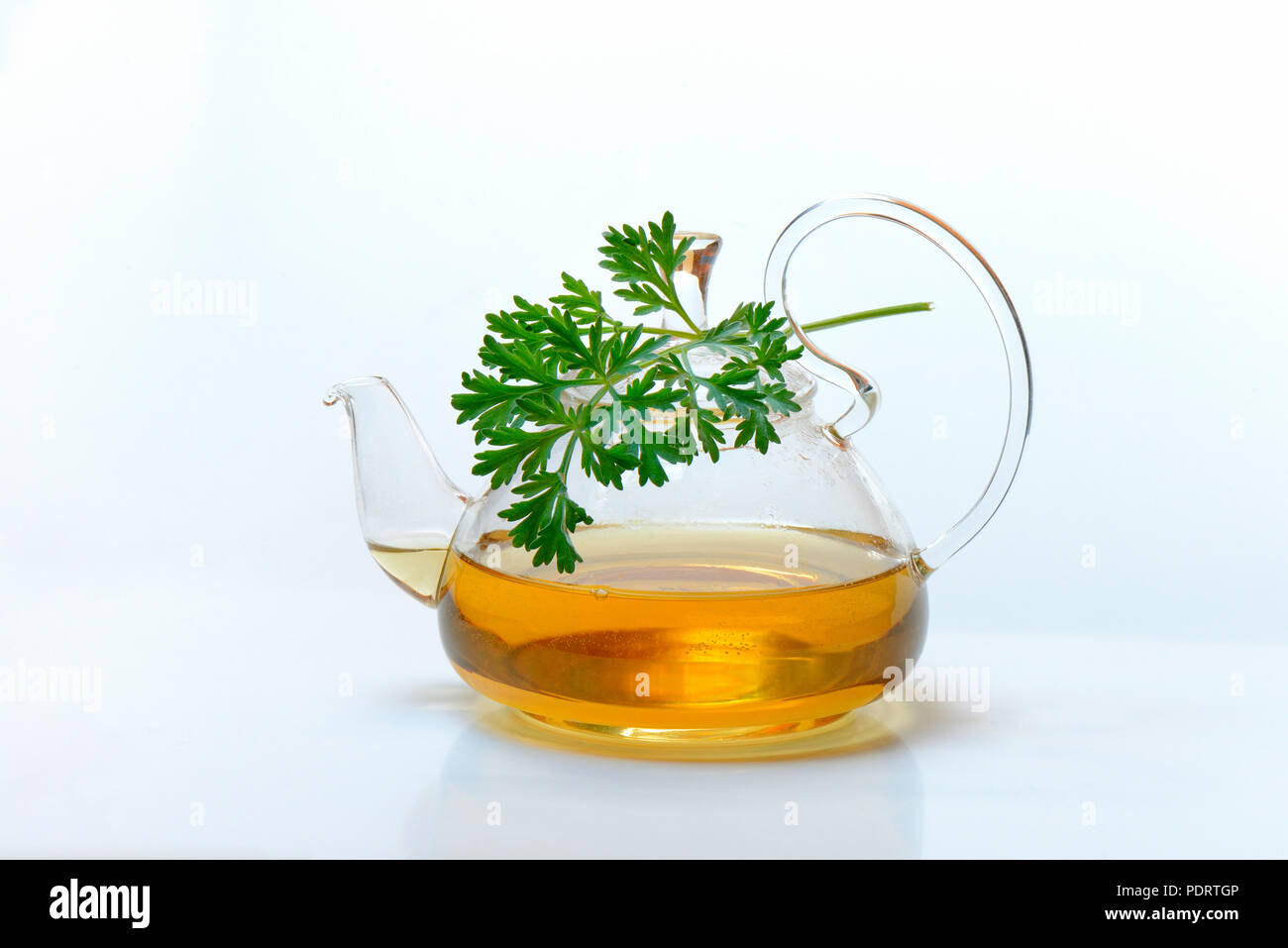 Dans Wermuttee Teekanne Speciality Tea und Wermutkraut, Artemisia absinthum Banque D'Images