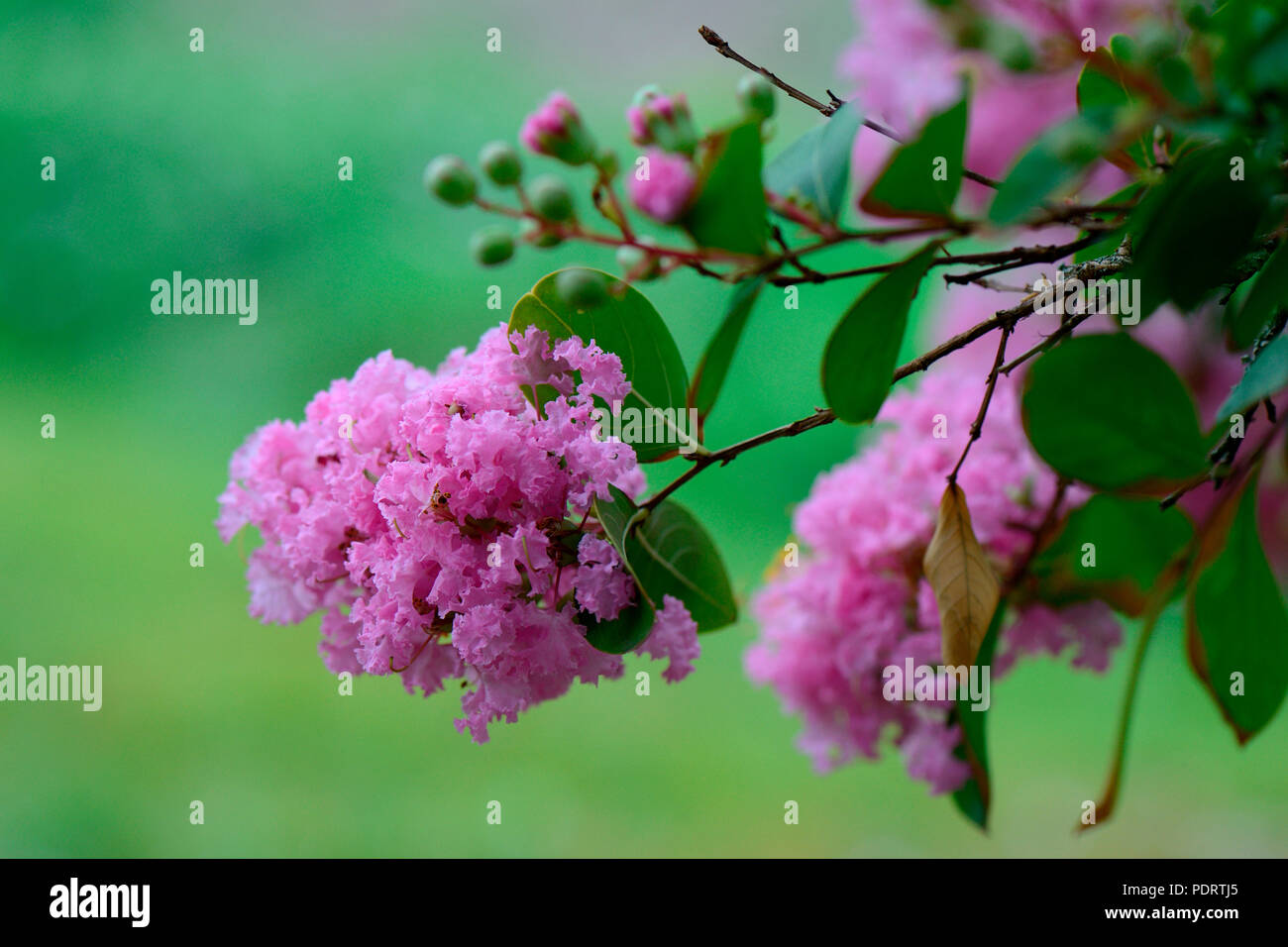 Kreppmyrte, Lagerstroemia indica Banque D'Images