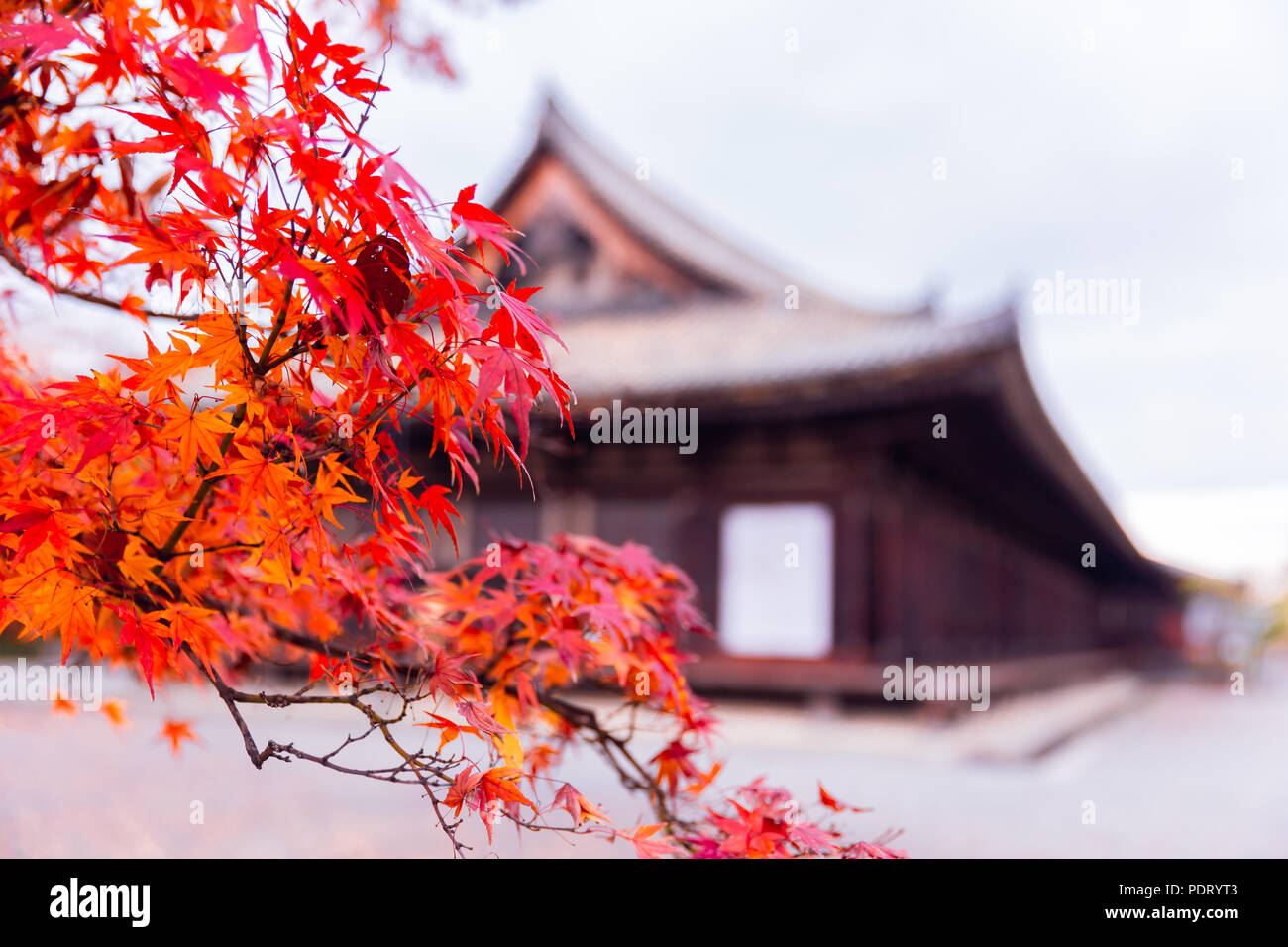 Arbre d'érable rouge au Japon culte automne arrière-plan de voyage Banque D'Images