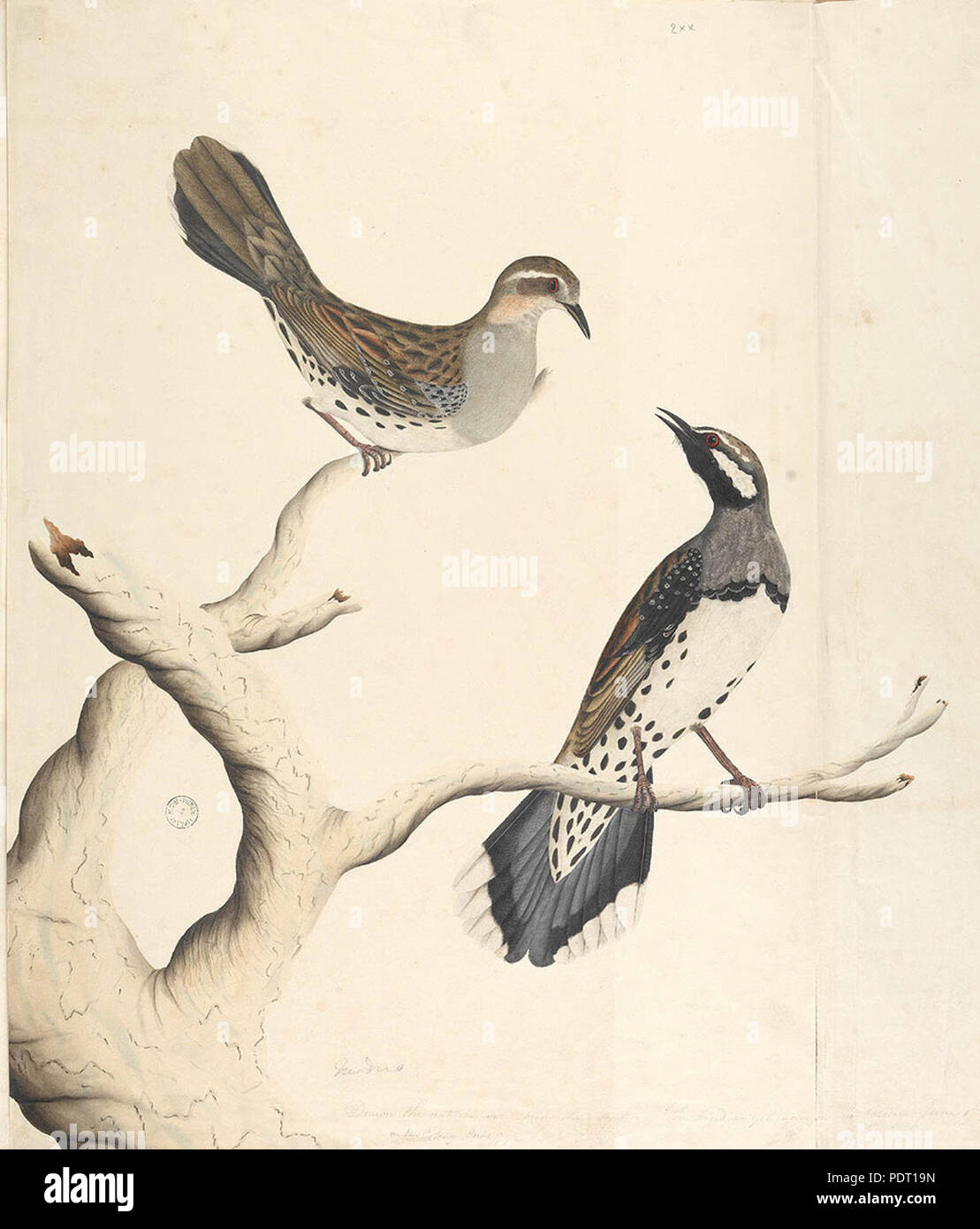 SLNSW 189 823055 F4 Cinclosoma tacheté Grive Caille punctatum Banque D'Images