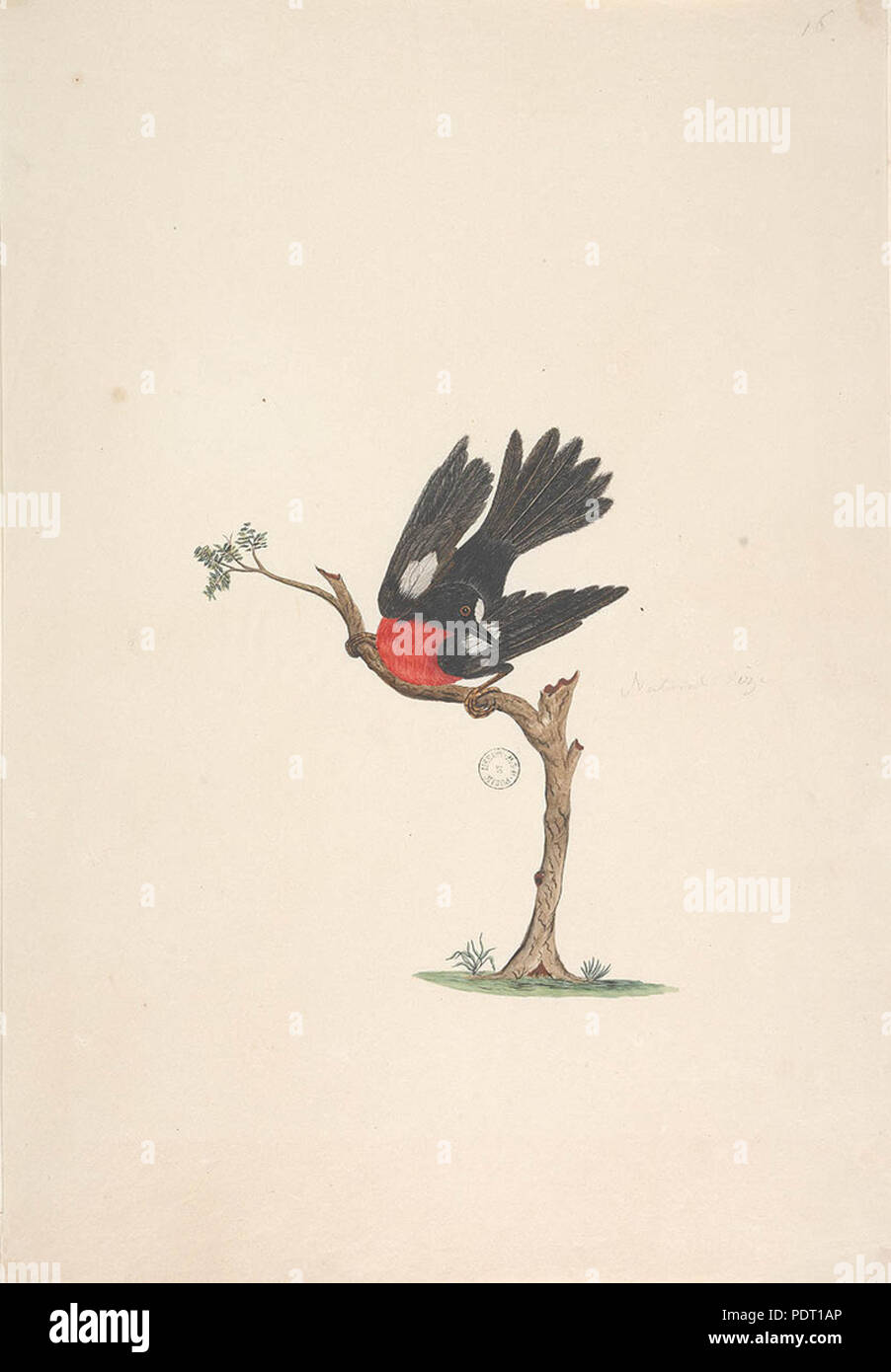 SLNSW 189 823075 F24 Miro écarlate Petroica multicolor Banque D'Images