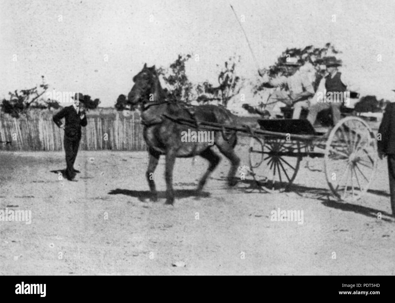 208 1 115748 StateLibQld essayant les chevaux après leur long treck dans le Queensland par train, Dalby, 1919 Banque D'Images