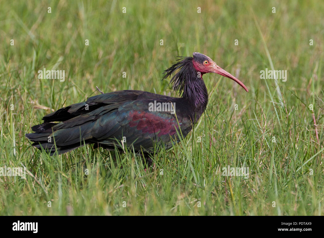 Ibis chauve (Geronticus eremita) adultes dans l'herbe haute. Banque D'Images