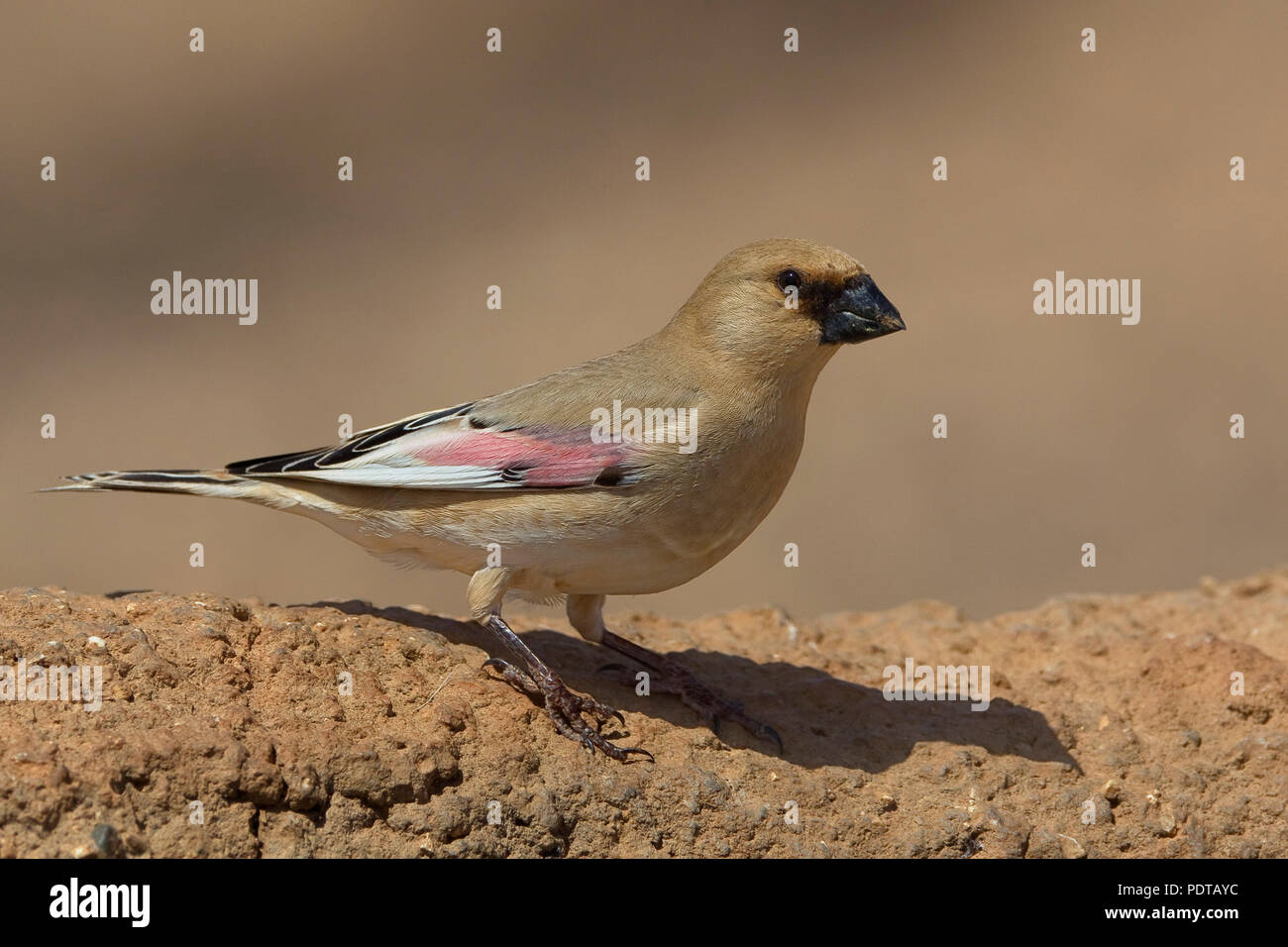 Désert mâle (Carduelis Finch obsoleta) en plumage nuptial. Banque D'Images