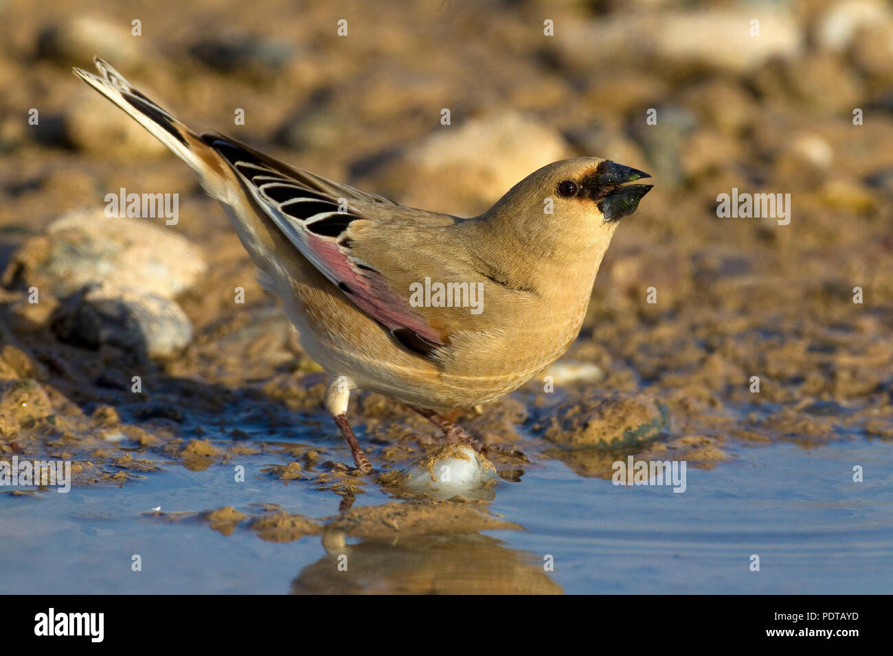 Désert mâle (Carduelis Finch obsoleta) en plumage nuptial de l'eau potable. Banque D'Images