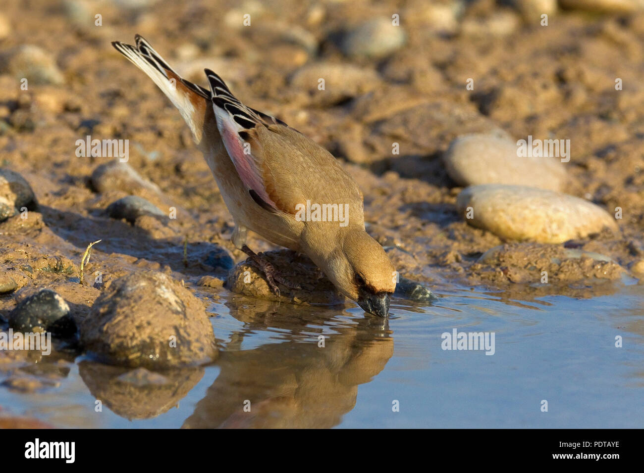 Désert mâle (Carduelis Finch obsoleta) en plumage nuptial de l'eau potable. Banque D'Images