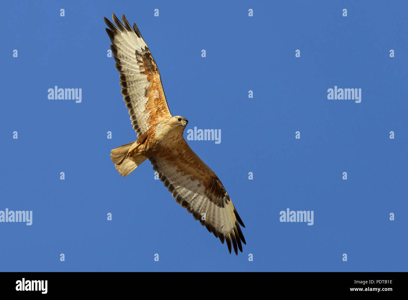 Long-legged Buzzard voler contre un ciel bleu. Banque D'Images