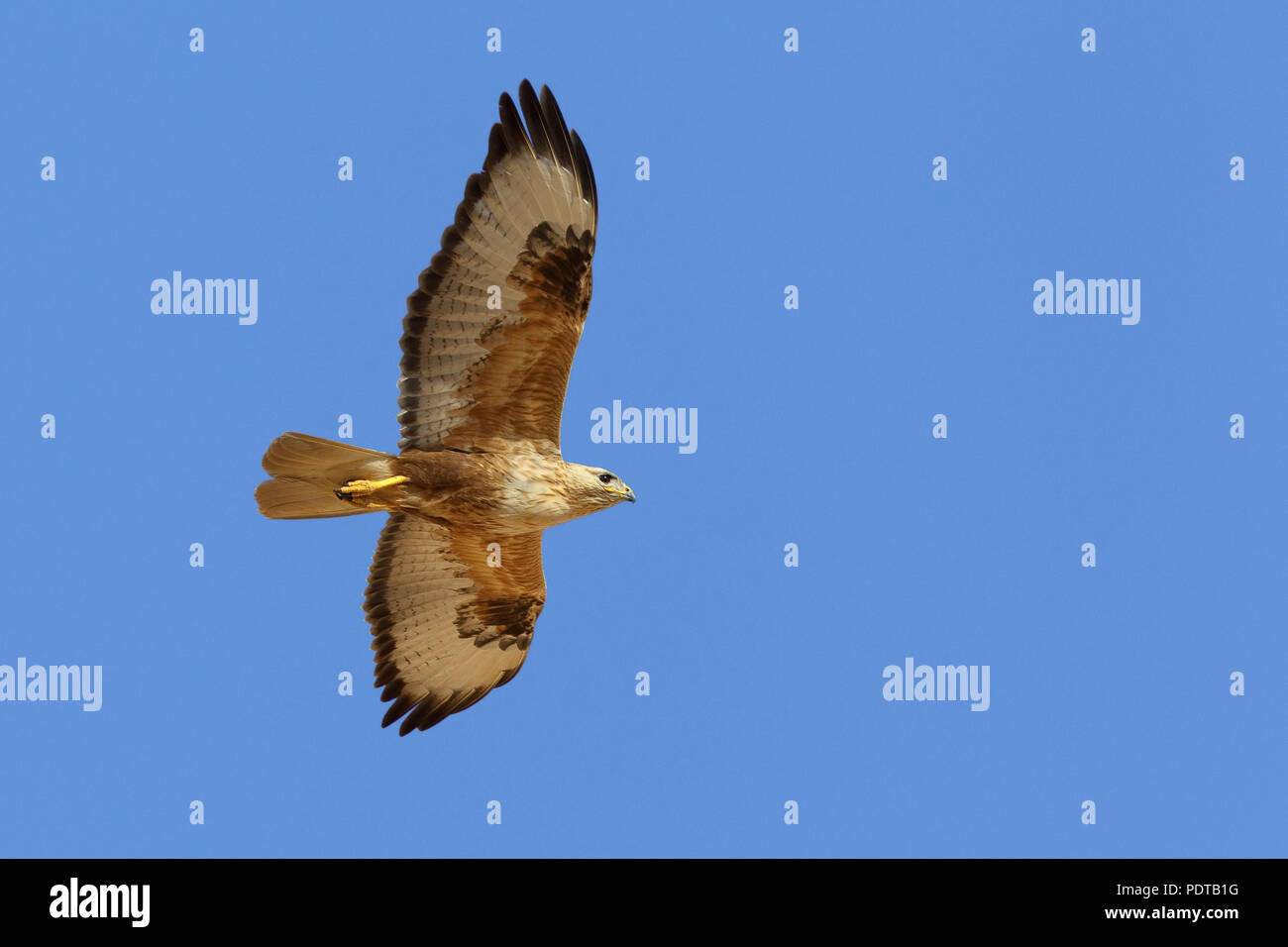 Long-legged Buzzard voler contre un ciel bleu. Banque D'Images