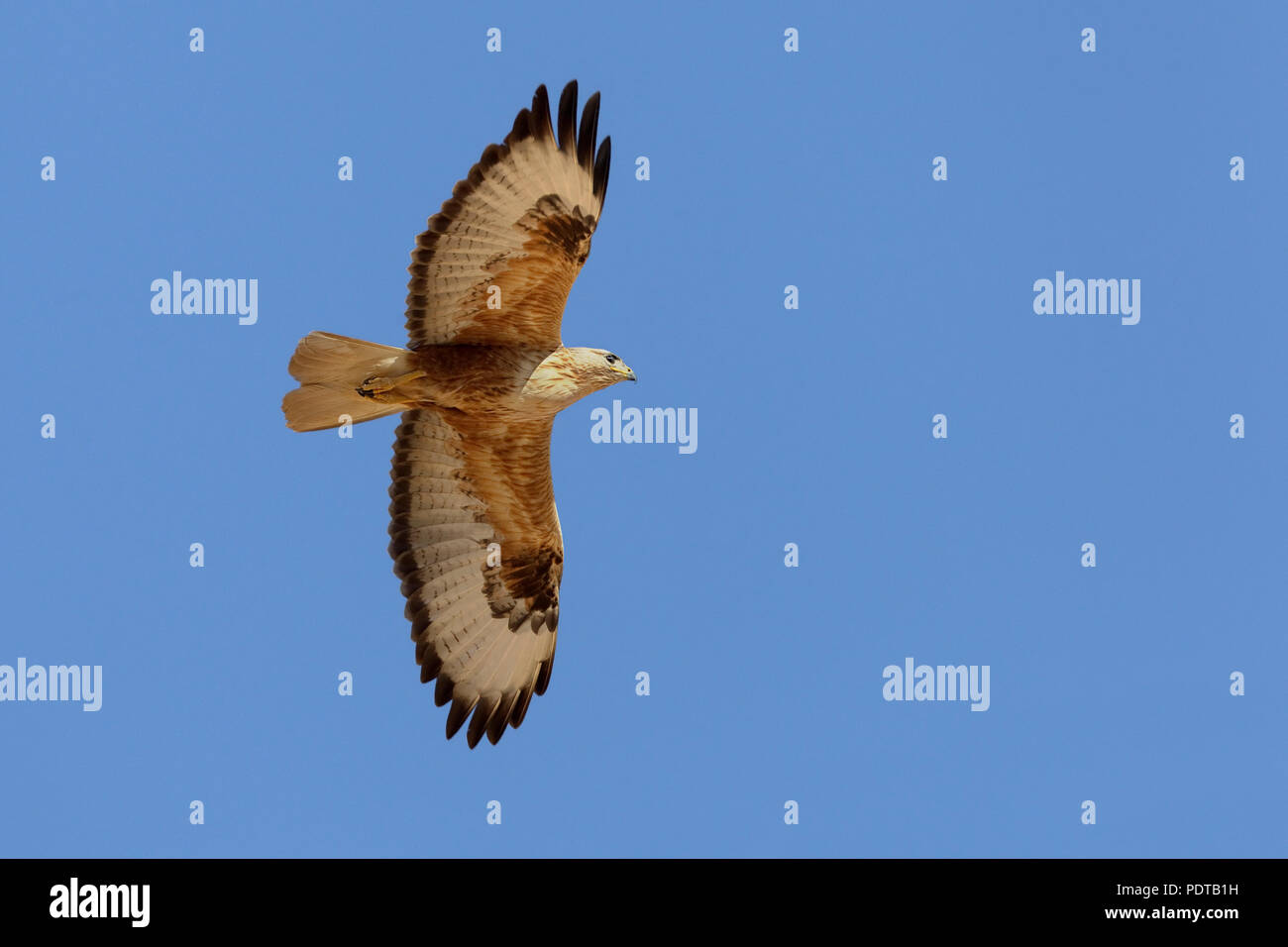 Long-legged Buzzard voler contre un ciel bleu. Banque D'Images