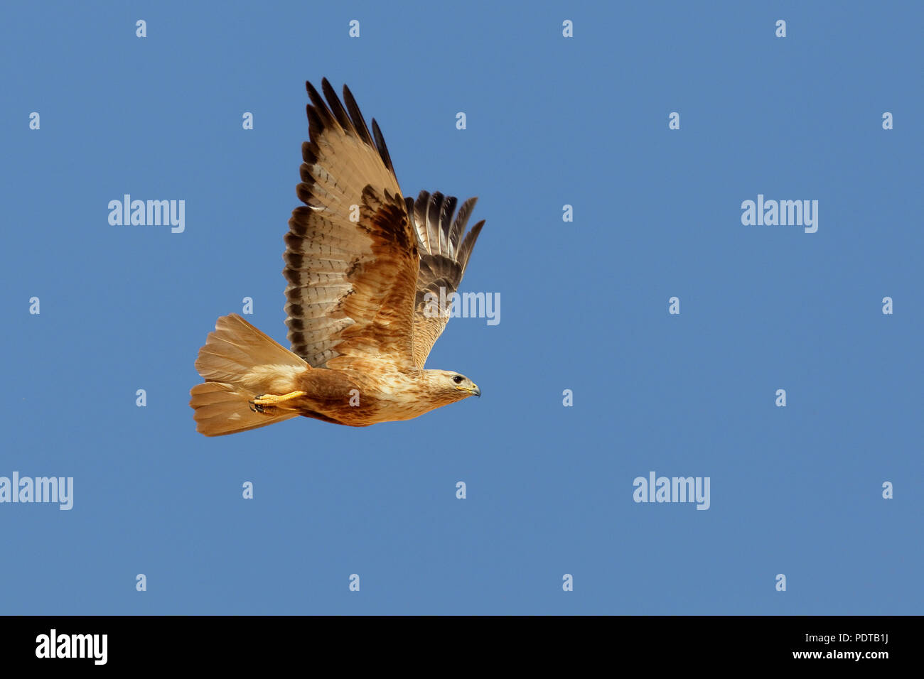 Long-legged Buzzard voler contre un ciel bleu. Banque D'Images
