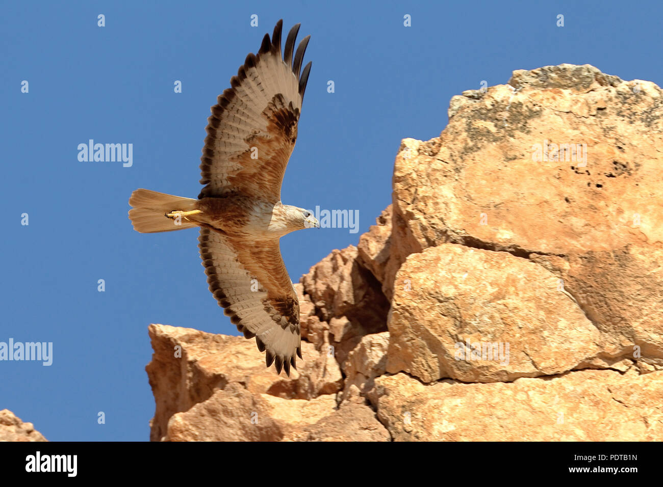 Vol long-legged Buzzard en face d'une colline rocheuse. Banque D'Images