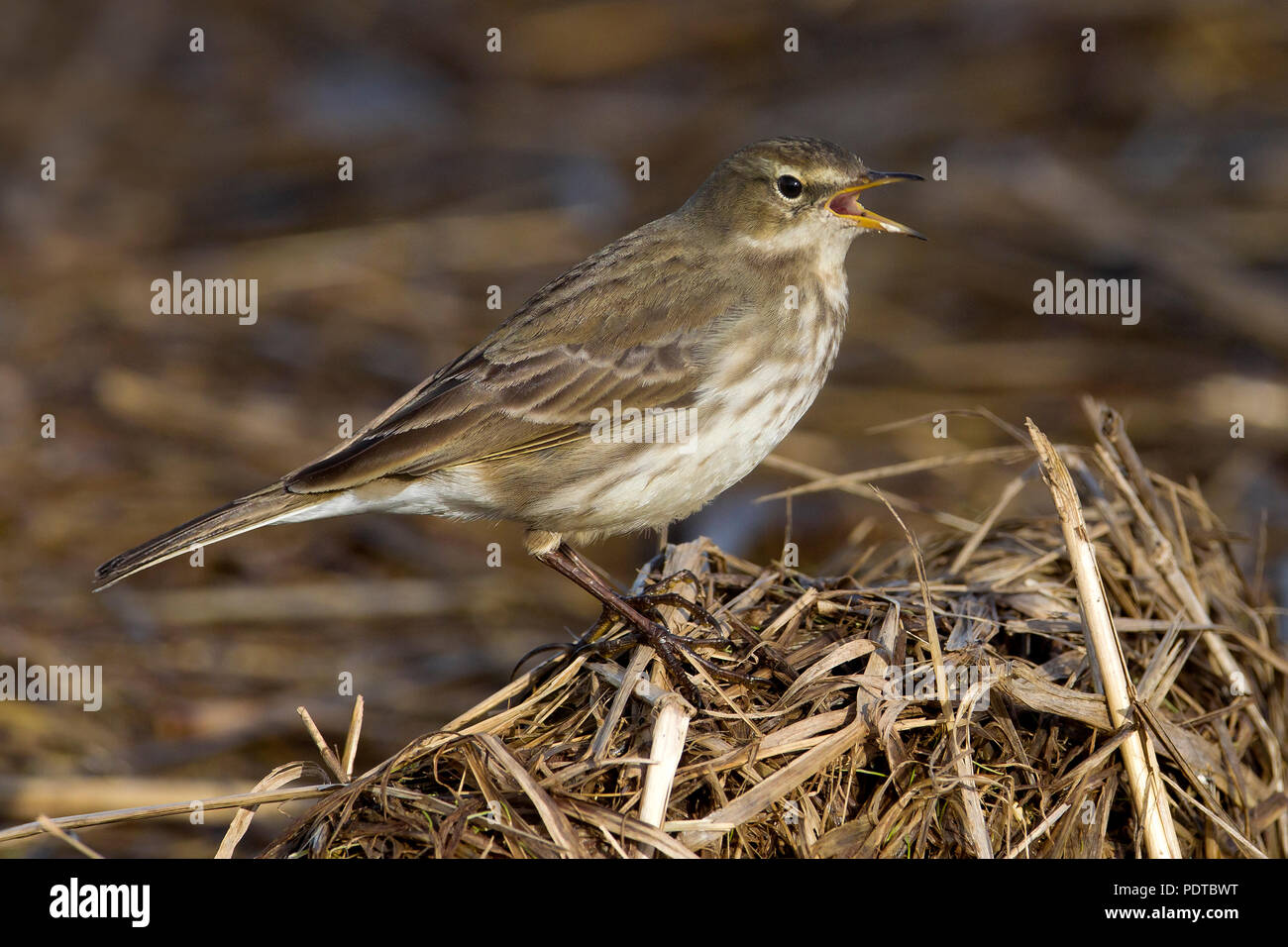 Le Pipit spioncelle le chant. Banque D'Images