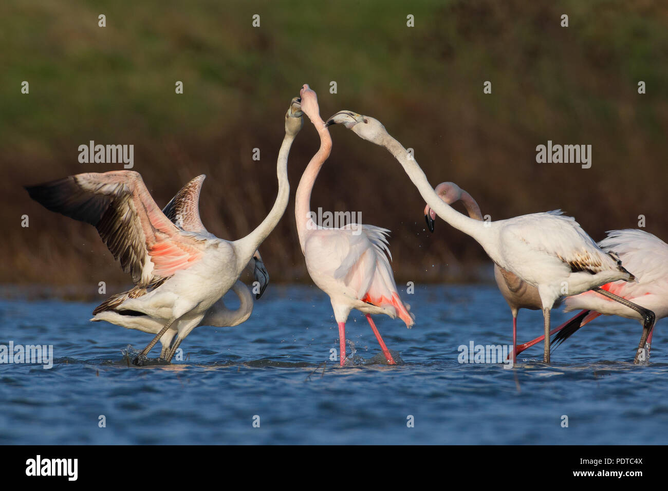 Flamant rose Banque D'Images