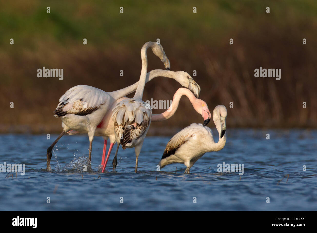 Flamant rose Banque D'Images