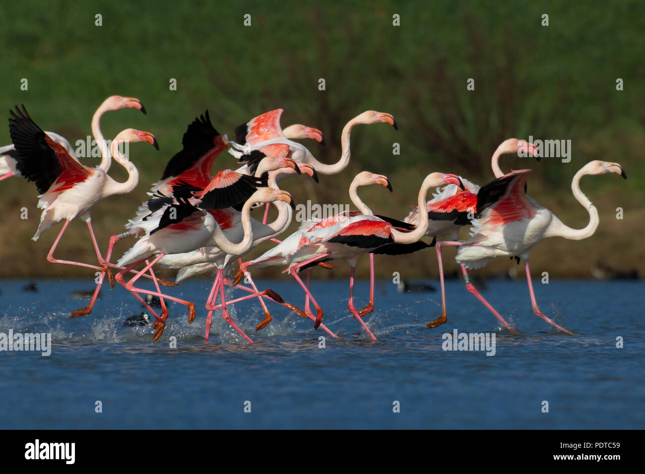 Flamant rose Banque D'Images