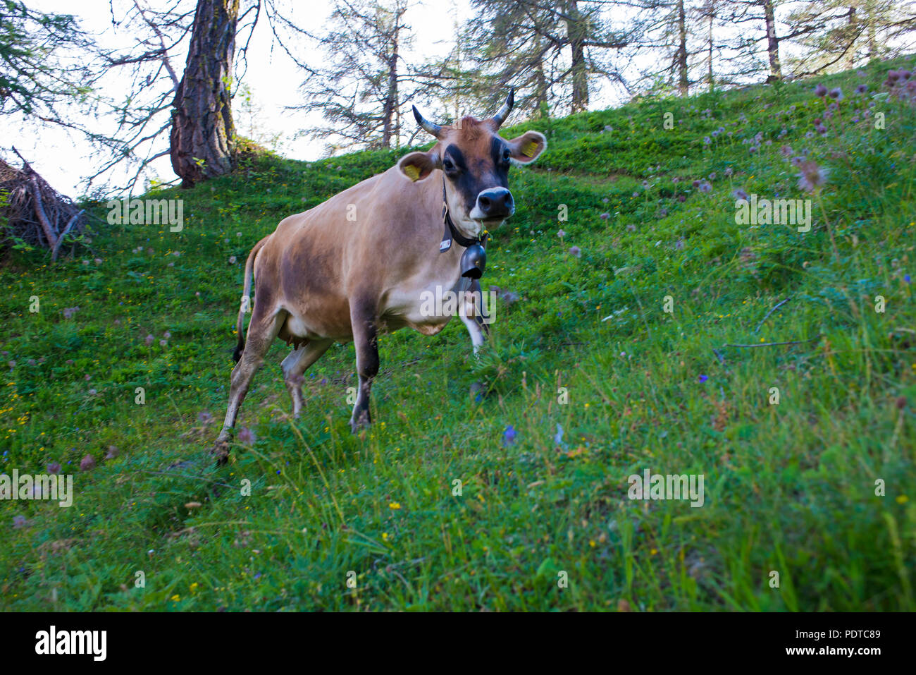 La Suisse brune lait de vache broutant dans les Alpes Banque D'Images