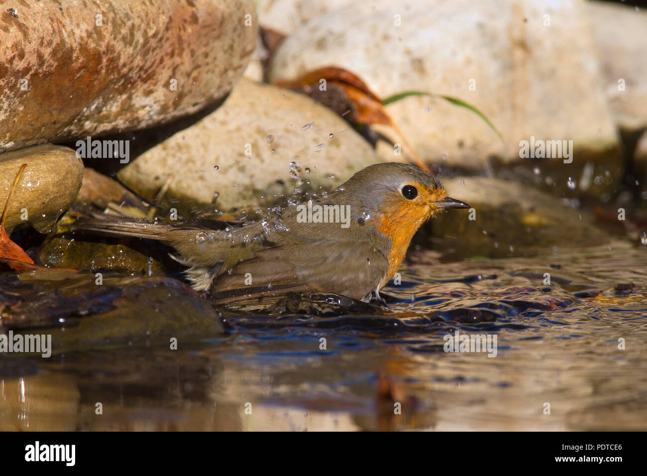 Robin prendre un bain Banque D'Images