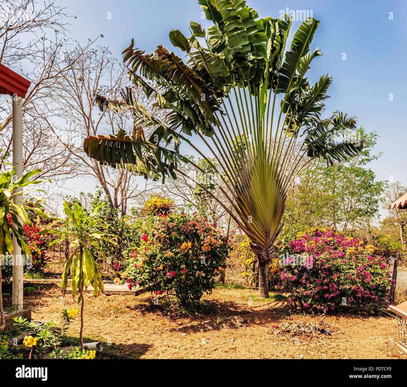 Jardin privé autour de la maison avec palm majestueux au Panama, campagne à la péninsule Azuero. Banque D'Images