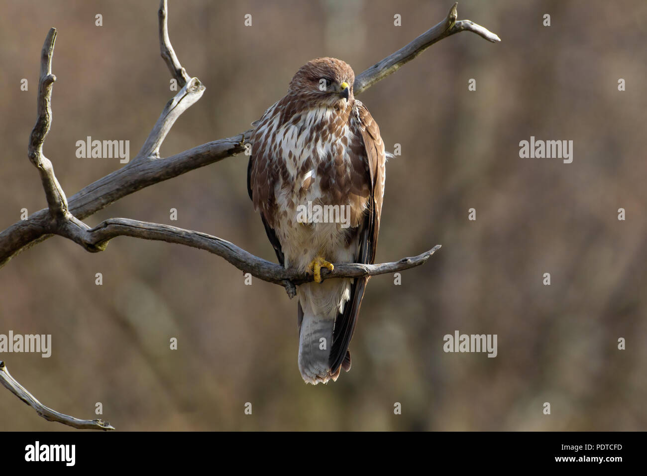 Perché ; Buse variable Buteo buteo Banque D'Images