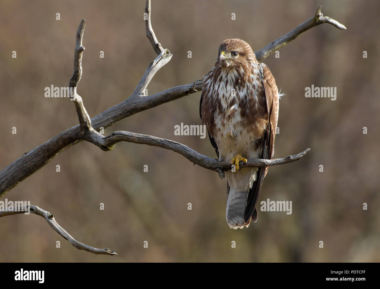 Perché ; Buse variable Buteo buteo Banque D'Images