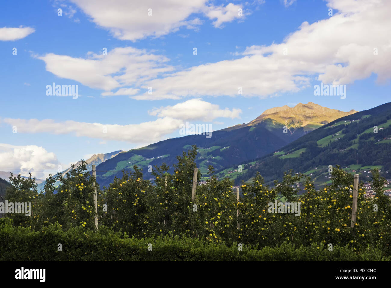 Vue de les Alpes, près de la ville de Merano avec apple les arbres en premier plan Banque D'Images