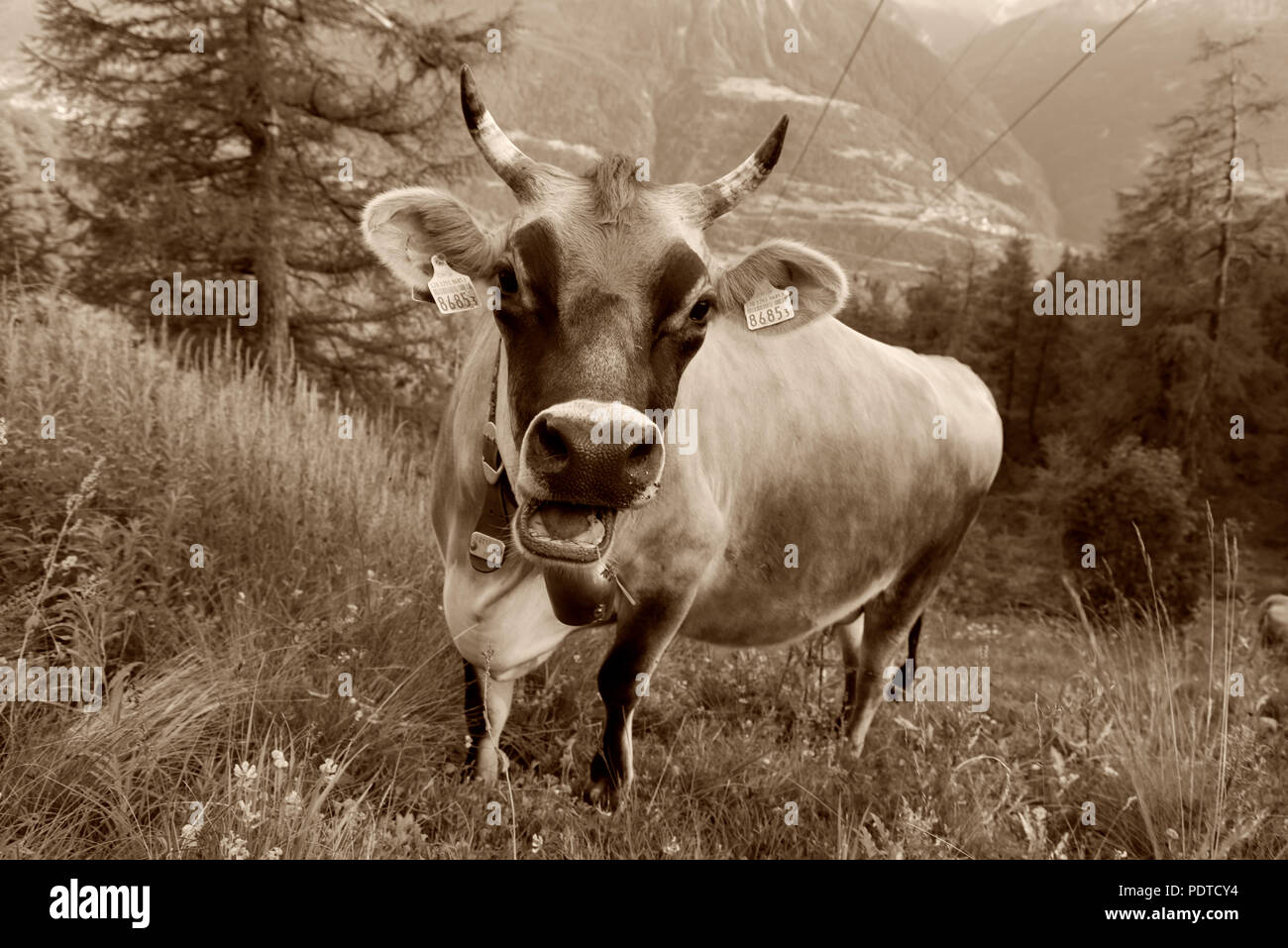 La Suisse brune lait de vache broutant dans les Alpes Banque D'Images