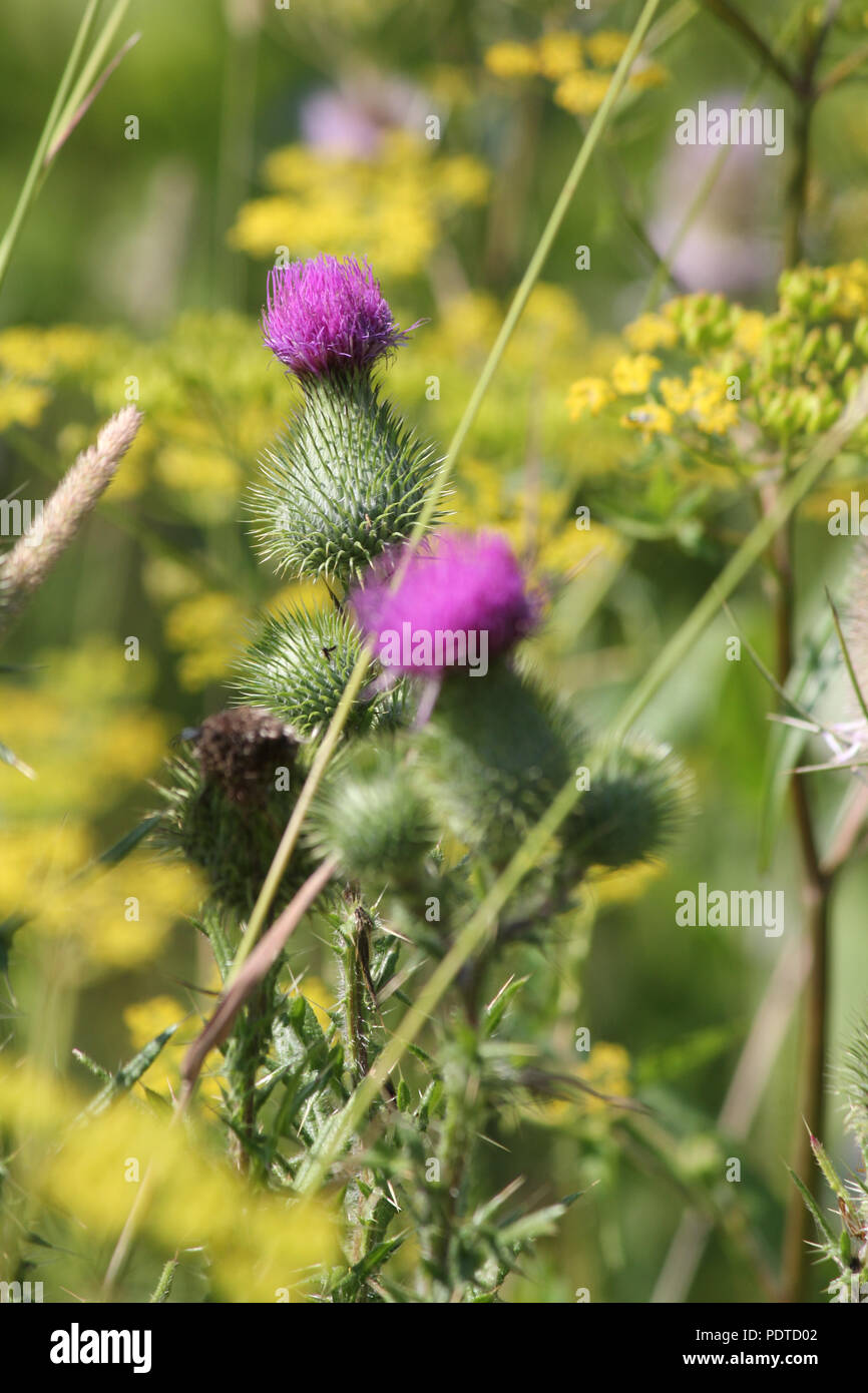 Cirse, (Cirsium vulgare), le figuier de la lutte contre les mauvaises herbes avec la jolie fleur pourpre sur le dessus, poussant dans une zone des déchets dans la banlieue de Kingston, Ontario. Banque D'Images