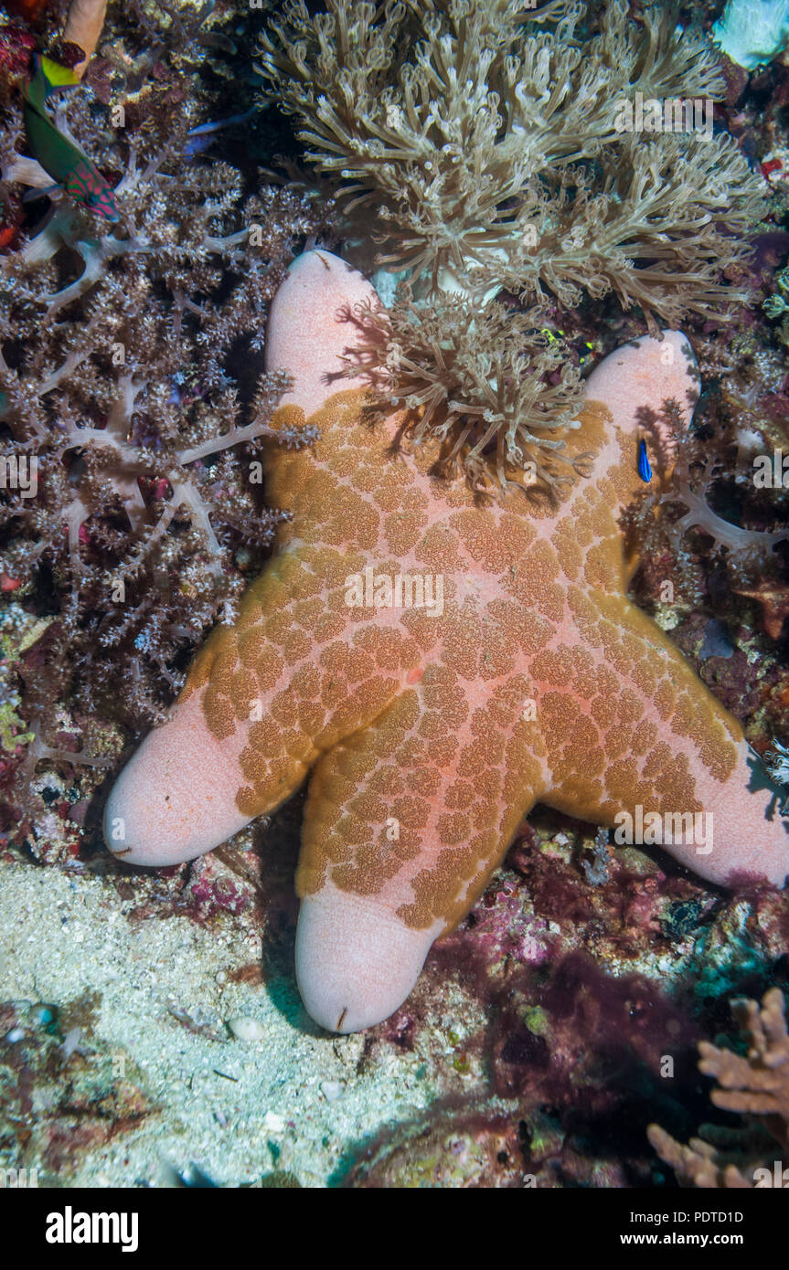 Coriaster cushionstar rose [granulatus]. L'île de Malapascua, Cebu, Philippines. Banque D'Images