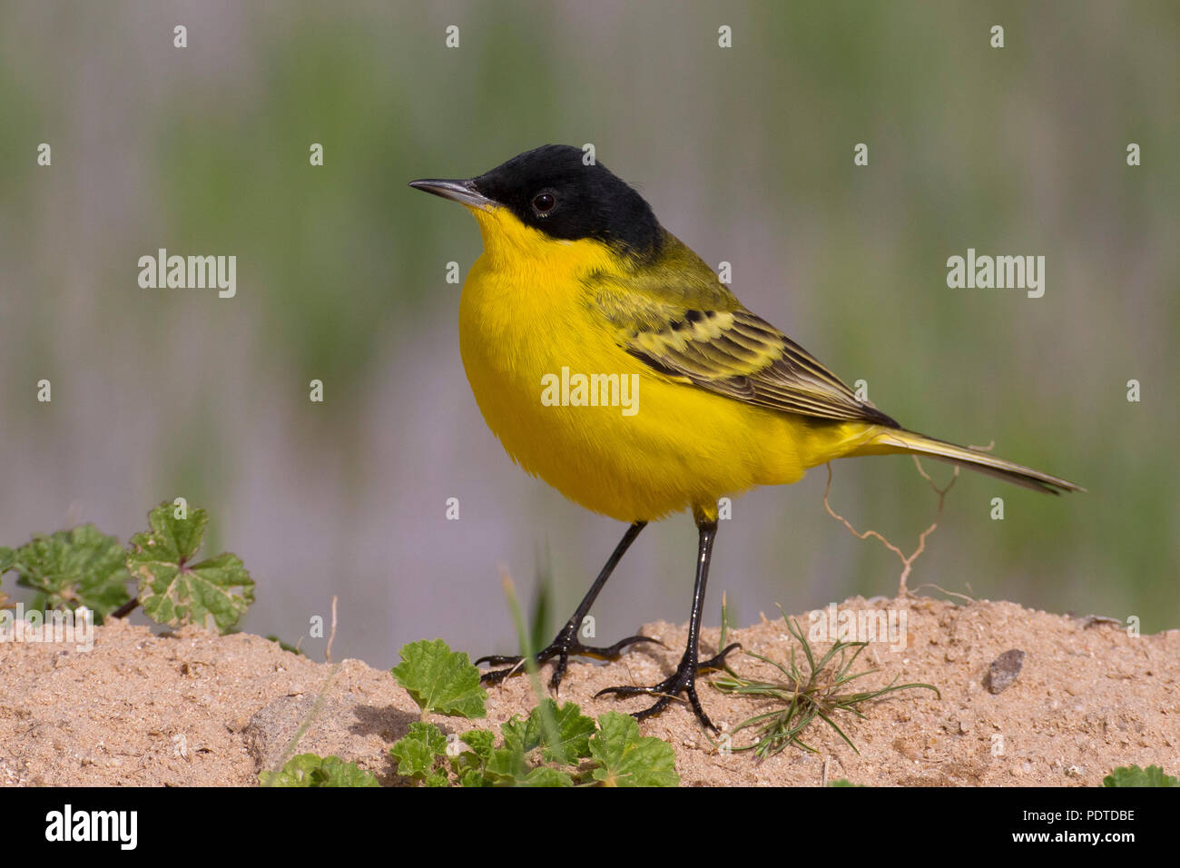 Bergeronnette printanière-noir ; Motacilla flava feldegg Banque D'Images