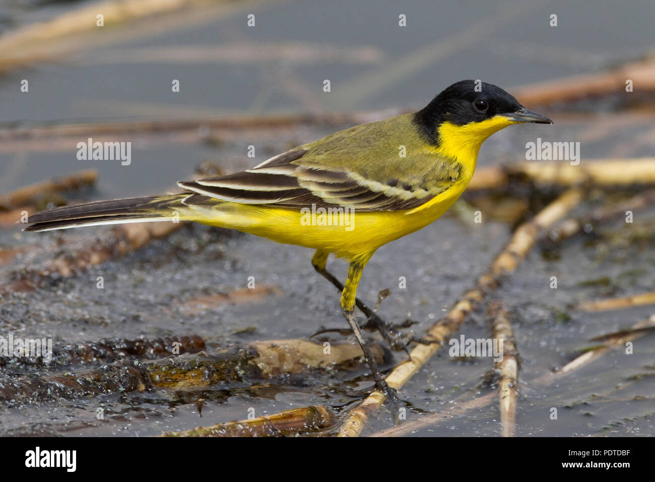 Bergeronnette printanière-noir ; Motacilla flava feldegg Banque D'Images