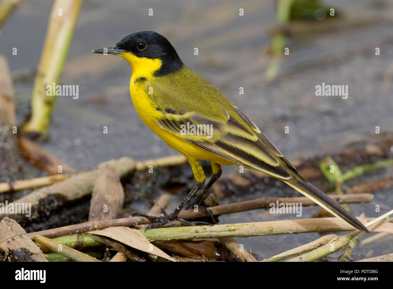 Bergeronnette printanière-noir ; Motacilla flava feldegg Banque D'Images