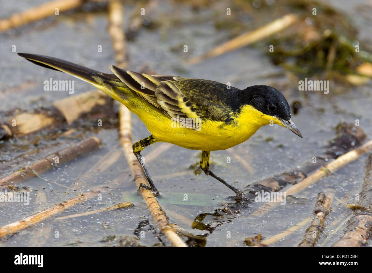 Bergeronnette printanière-noir ; Motacilla flava feldegg Banque D'Images