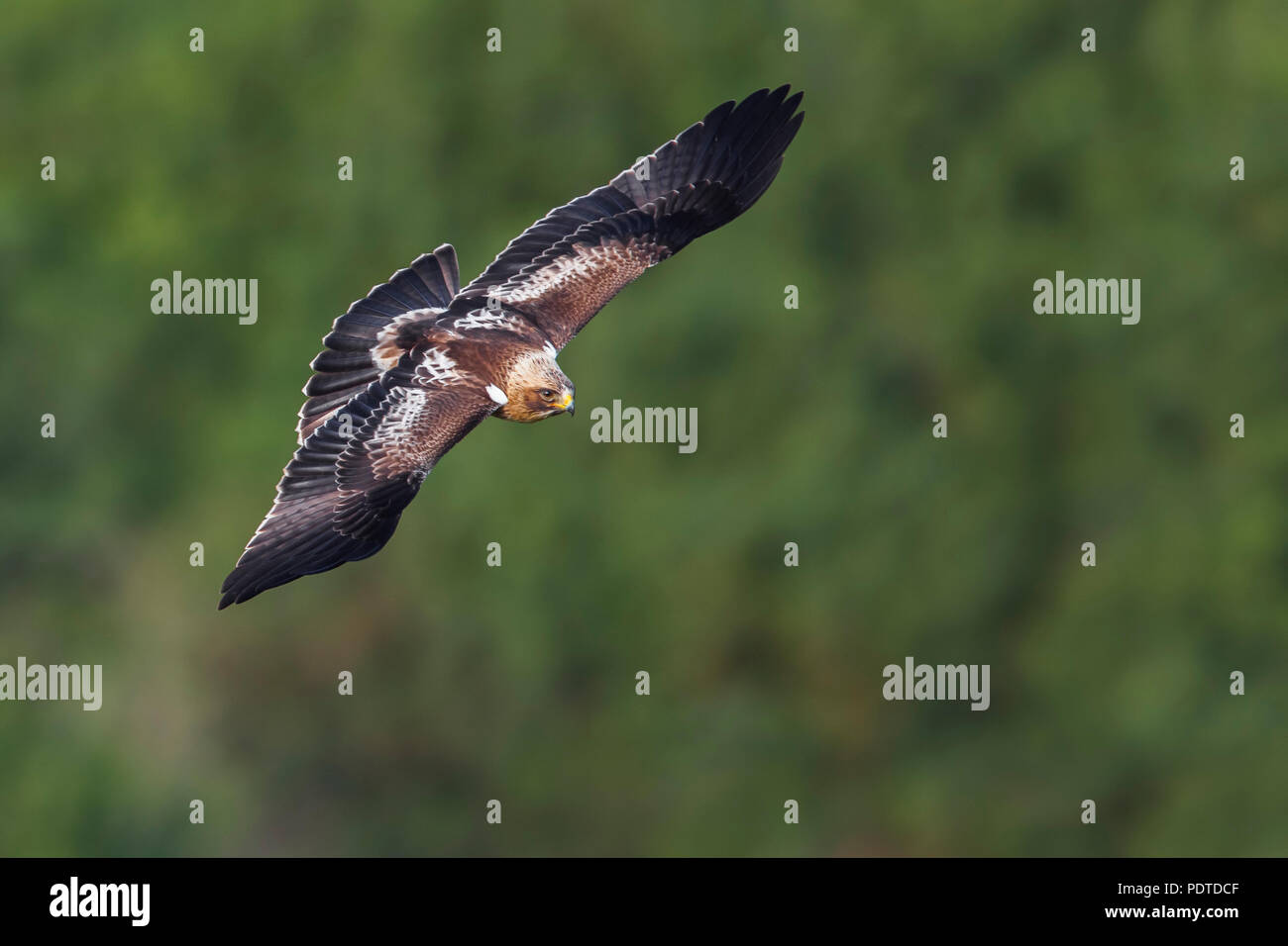 Flying Aigle botté (Aquila pennata) Banque D'Images